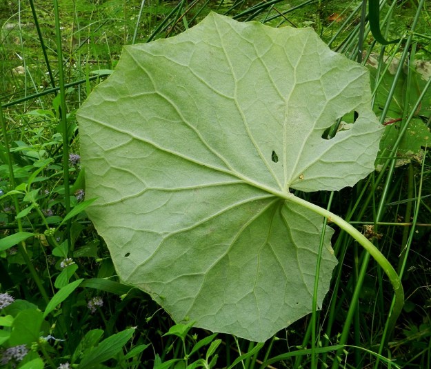 Tussilago farfara - leskenlehden lehtilapa on laidoiltaan epäsäännöllisen ja vaihtelevan kokoisen kulmikas ja nirhalaitainen. Tyvilovi on syvä. Alapinta on huopamaisen tiheästä ja lyhyestä karvoituksesta johtuen harmaa tai harmaanvihreä. Kuvassa näkyy seuralaisina mm. rantaminttu, Mentha arvensis ja röyhyvihvilä, Juncus effusus. EH, Hämeenlinna, Majalahti, Hirsimäki, metsässä kulkevan, maakaasulinjalta erkanevan ulkoilureitin laide, 17.8.2012. Copyright Hannu Kämäräinen.