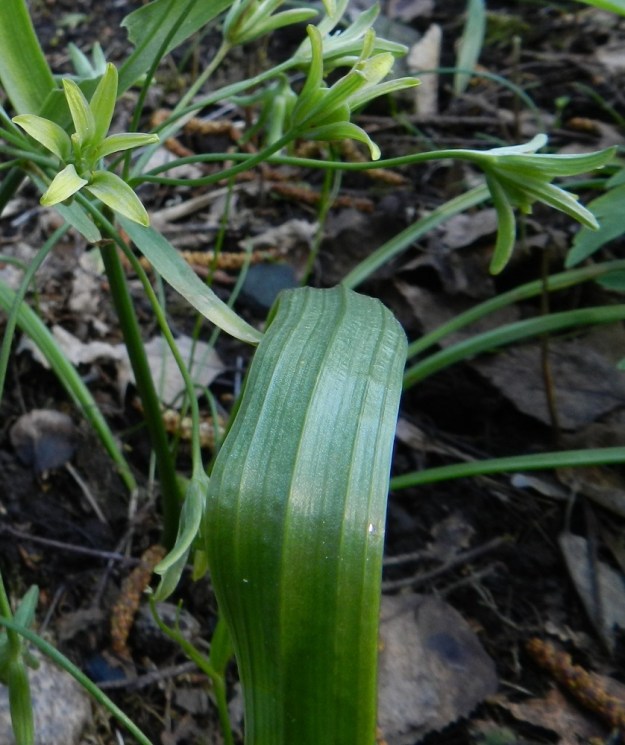 Gagea lutea - isokäenrieskan lehdet ovat molemmin puolin vihreät ja silposuoniset. Suonet ovat alapinnalla jonkin verran koholla. EH, Hattula, Sattula, Kukkola, Sattulantien ja Sattulankaarre-tien kulmauksessa olevan, harvan, pienen metsikön laita, 19.5.2012. Copyright Hannu Kämäräinen.