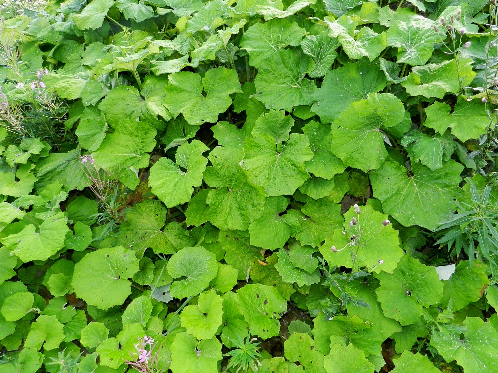 Tussilago farfara – leskenlehti | Pohjolan kasvien pauloissa