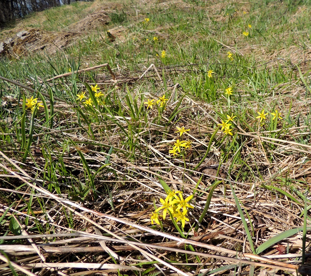 Gagea lutea - isokäenrieska on alkuperäinen laji eteläisen Suomen ranta- ja puronvarsilehdoissa sekä lehtoniityillä. Sen lähilevinnästä suurin osa tapahtuu kasvullisesti pienten itusilmumaisten sivusipulien avulla. Tällöin leviämisvauhti on senttitasolla vuodessa. Hieman kauemmaksi laji pääsee muurahaisten avustamana, kun ne kuljettavat rasvalisäkkeellisiä siemeniä mukanaan ravinnon toivossa. EH, Hattula, Metsänkylä, Vanajaveden Metsänkylänlahden kynäjalavalehdon laiteessa olevan niittykummun sivu, 25.4.2015. Ellei toisin mainita, kuvat ovat tältä samalta kasvupaikalta. Copyright Hannu Kämäräinen.