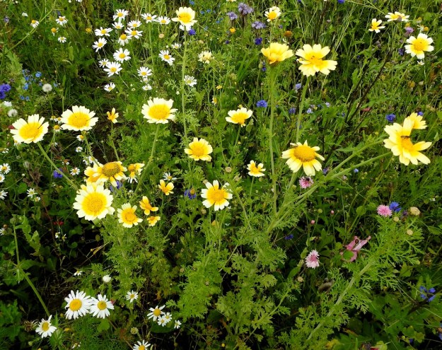 Glebionis coronaria - kruunusuvikakkaran kukintomykeröt ovat varren ja sen haarojen kärjessä yksittäin. Kukintomykeröitä on vartta kohti yleensä 1-12. Ne ovat harvana, huiskilomaisena ryhmänä. Laji on Suomessa satunnainen uustulokas. Kasvupaikkoina ovat lähinnä uudet nurmetukset, tienvarret, pientareet, pellot, joutomaat ja maankäsittelyalueet. Lajia käytetään myös koristekasvina ja sen pähkylöitä voi olla mukana siemenseoksissa. Kuvassa ovat seuralaisina mm. peltosaunio, Tripleurospermum inodorum, ruiskaunokki, Centaurea cyanus ja aitohunajakukka, Phacelia tanacetifolia. EH, Hämeenlinna, Tiirinkoski, laajan peltoaukean laita, Hämeen Härkätien ja Haantien kulmauksessa oleva pelto, 9.8.2021. Copyright Hannu Kämäräinen.