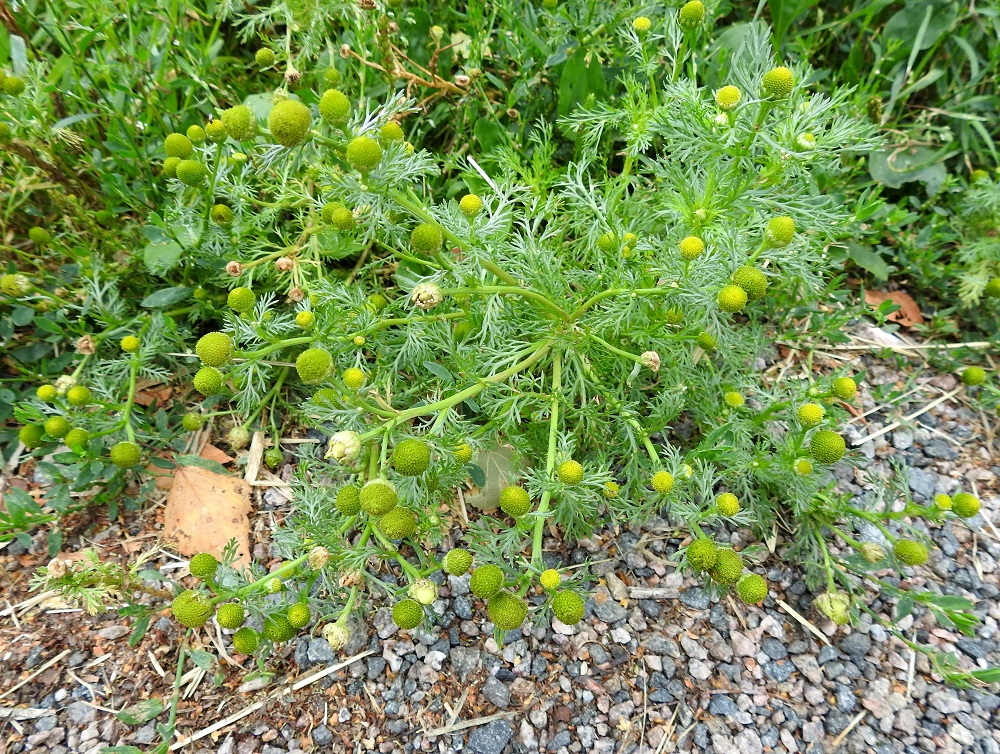Matricaria discoidea - pihasaunio aloitti Suomen ja koko Euroopan valloituksen 1800-luvun puolivälissä ja sai sen päätökseen noin sadassa vuodessa. Sen ominta aluetta ovat kasvupohjaltaan riittävän avoimet tai muokatut maat, pihat, tienvarret, polut ja joutomaat. Se sietää lähes loputtomasti tallausta. Kukintomykeröitä voi haarovassa yksilössä olla, kuten kuvassa, yli satakin. EH, Hämeenlinna, Loimalahti, Hirsimäki, Metsälammentien ja Maahisentien jatkeena lähtevän kävelytieuran kulmaus, 29.7.2021. Copyright Hannu Kämäräinen.