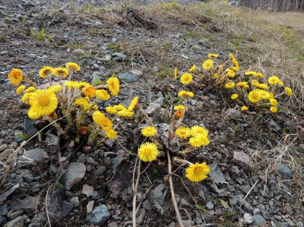 Tussilago farfara - leskenlehden kukintoversot ovat ensimmäisiä kevään merkkejä muuten vielä aution näköisessä maaperässä. EH, Hämeenlinna, Vuorentaka, Hämeen Härkätien laide ison peltoaukean kohdalla, 4.5.2013. Copyright Hannu Kämäräinen.