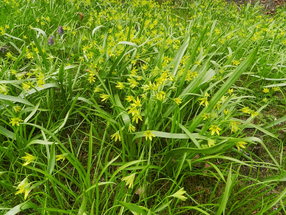 Gagea lutea - isokäenrieskan kasvustot voivat ajan kanssa levittäytyä tiheiksi ja laajoiksi. Kasvin maanpäällinen osa lehtineen on tavallisesti noin 15-20 cm korkea. Kuvassa on seuralaisena pystykiurunkannus, Corydalis solida. EH, Hattula, Sattula, Kukkola, Sattulantien ja Sattulankaarre-tien kulmauksessa olevan, harvan, pienen metsikön laita, 3.5.2012. Copyright Hannu Kämäräinen.