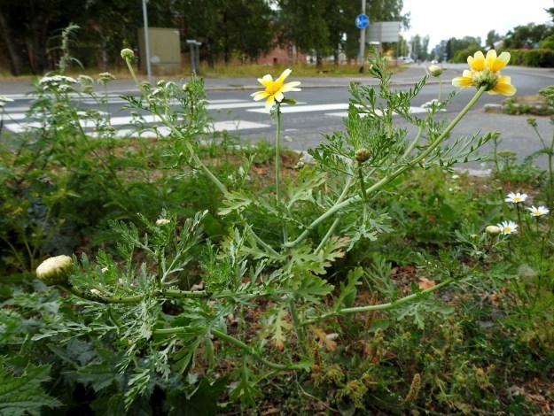 Glebionis coronaria - kruunusuvikakkara on pysty, yksi- tai useampivartinen ja yksivuotinen ruoho, joka on kalju tai vähäkarvainen. Varsi on jäykkä ja yleensä yläosastaan kertaalleen tai toistamiseen haarova. EH, Hämeenlinna, Poltinaho, liikenneympyräalue, 8.8.2019. Copyright Hannu Kämäräinen.