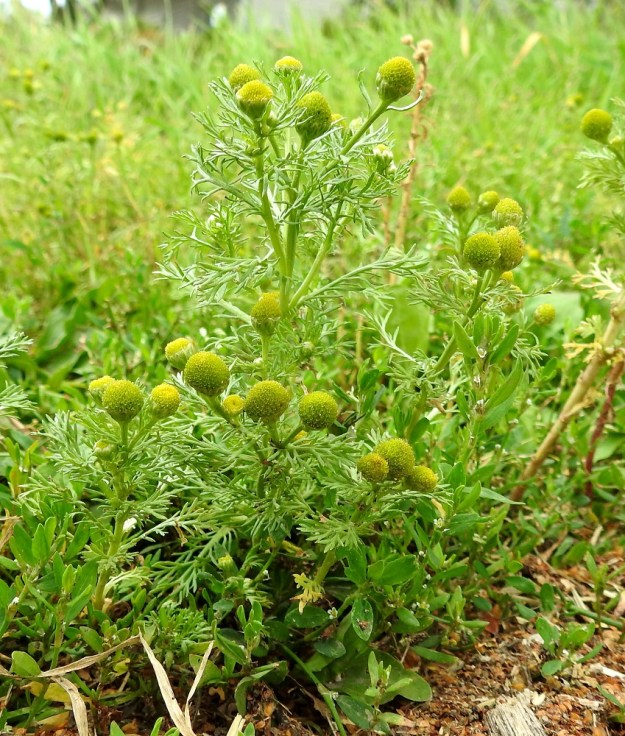 Matricaria discoidea - pihasaunio on vahvasti ryydintuoksuinen ja kasvutavaltaan pysty tai koheneva. Varsi haaroo tyveltä alkaen tai vain yläosastaan. EH, Hämeenlinna, Loimalahti, Hirsimäki, Metsälammentien ja Maahisentien jatkeena lähtevän kävelytieuran kulmaus, 29.7.2021. Copyright Hannu Kämäräinen.