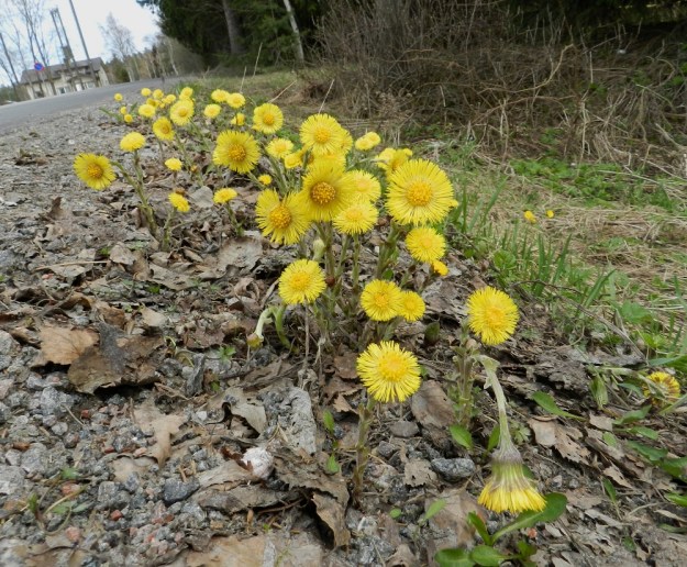 Tussilago farfara - leskenlehti ei jää keväällä huomaamatta, sillä sen keltaiset kukintomykeröt kaunistavat muuten vielä karuja tienlaitoja. Sen vahva, kasvullisesti levittäytyvä juuristo tunkee tiensä tiiviiseen tienlaitasoraankin. EH, Janakkala, Harviala, Sääjärventien laide Harvialan koulun kohdalla, 6.5.2012. Copyright Hannu Kämäräinen.