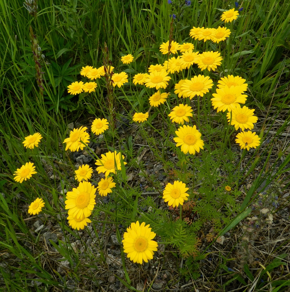 Cota tinctoria - keltasauramon varsi on tavallisesti yläosastaan haarova. Kukintomykeröitä on yleensä vartta kohti enintään kymmenen. EH, Hämeenlinna, Sairio, rautatien ja Vanajaveden rannan välissä kulkevan ulkoilureitin laide, 30.6.2012. Copyright Hannu Kämäräinen.