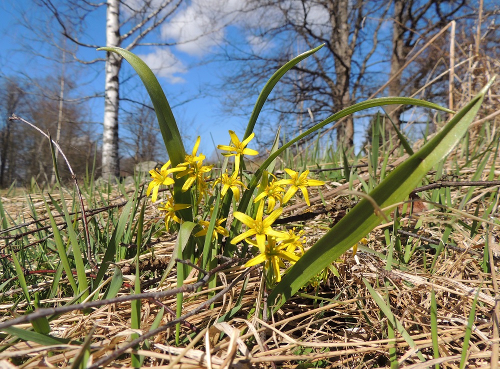 Gagea lutea - isokäenrieskan yhdessä kasviyksilössä on yksi kukkavarsi ja useimmiten yksi aluslehti, joista molemmat nousevat maanalaisesta sipulista. Joskus aluslehtiä voi olla kaksikin. Yksilöt kasvavat useimmiten pienempinä tai isompina ryhminä. 25.4.2015. Copyright Hannu Kämäräinen.