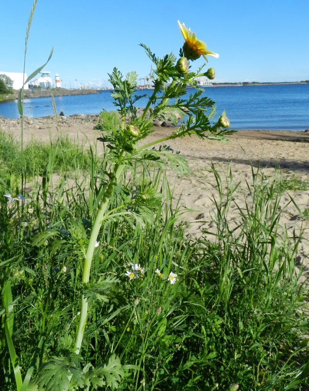 Glebionis coronaria - kruunusuvikakkara on tavallisesti noin 20-70 cm korkea. St, Pori, Reposaari, eteläpää, Lontoo, uimaranta, länsilaita pitkän aallonmurtajan tyvellä. Copyright Hannu Kämäräinen.