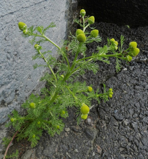 Matricaria discoidea - pihasaunio löytää kasvupaikkoja myös päällysteellä laajasti peitetyistä kaupunkikeskustoista. Kasvupaikaksi riittää pieni rako päällysteen ja kivijalan välissä. Yksilöt ovat yleensä 5-45 cm korkeita. EH, Hämeenlinna, keskusta, Raatihuoneen pihan seinusta, 24.6.2012. Copyright Hannu Kämäräinen.