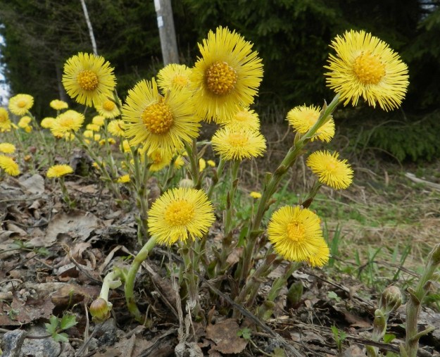 Tussilago farfara - leskenlehden kukintoversot ovat usein monivartisina ryhminä. Niiden kukkiessa kookkaista kasvulehdistä ei näy vielä merkkiäkään. Edellisen vuoden yhteyttävien lehtien keräämä energia mahdollistaa kuitenkin tulevan kevään kukinnan, sillä kukintosilmut kehittyvät jo syksyllä lehtiruusukkeen tyvelle. EH, Janakkala, Harviala, Sääjärventien laide Harvialan koulun kohdalla, 6.5.2012. Copyright Hannu Kämäräinen.