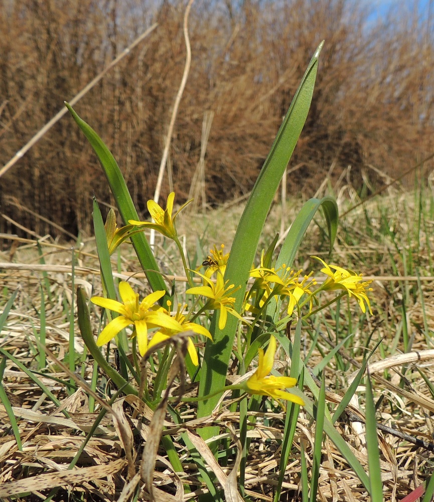 Gagea lutea - isokäenrieskan aluslehti on kukkavartta pitempi. Se on sipulista alkaen mitattuna yleensä noin 25-30 cm pitkä ja leveimmältä kohtaa noin 7-10 mm leveä. 25.4.2015. Copyright Hannu Kämäräinen.