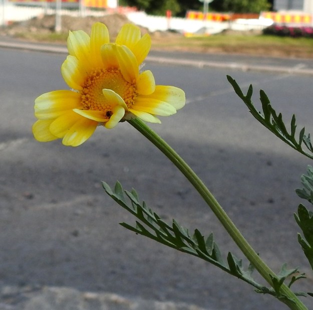 Glebionis coronaria - kruunusuvikakkaran kukintomykerön alapuoli on tavallisesti noin 3-10 cm:n matkalta lehdetön. EH, Hämeenlinna, Poltinaho, liikenneympyräalue, 8.8.2019. Copyright Hannu Kämäräinen.