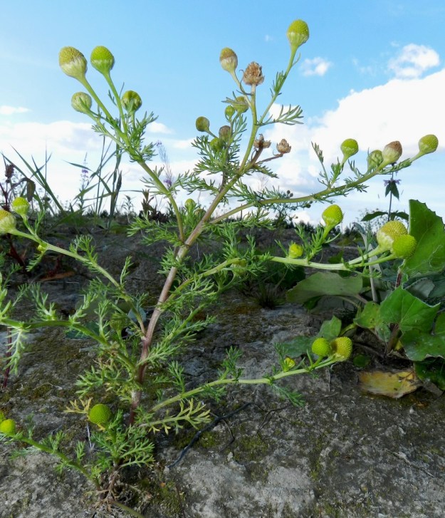 Matricaria discoidea - pihasaunio ilmaantuu muokatuille alueille nopeasti. Se hyötyy suuresti ihmisen tarpeesta työstää, kaivaa ja siirrellä maa-aineksia sekä rikkoa umpeutunutta kasvupohjaa. Yksilöissä on yleisimmin 5-40 kukintomykeröä. Varret ovat vaaleanvihreät tai toisinaan tyviosastaan punertavat. EH, Hämeenlinna, Majalahti, Louhoksentien varren maanläjitysalue, täyttöalueen tasattu päällys, 14.8.2012. Copyright Hannu Kämäräinen.