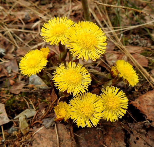 Tussilago farfara - leskenlehden kukintomykeröt ovat yksittäin varsien kärjessä. Ne ovat laitakukkineen tavallisesti noin 20-25 mm leveät. EH, Hämeenlinna, Loimalahti, Alajärven pohjoispuolisen Majalahdentien vierus lähellä Sammonmäentien haaraa, 2.5.2022. Copyright Hannu Kämäräinen.