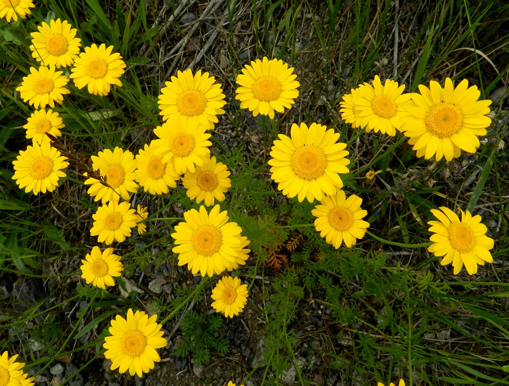 Cota tinctoria - keltasauramon laitakukkien kieli on kirkkaankeltainen. Kukintomykeröt ovat varsissa ja haaroissa harvana, lähes tasahuiskilomaisena ryhmänä. EH, Hämeenlinna, Sairio, rautatien ja Vanajaveden rannan välissä kulkevan ulkoilureitin laide, 30.6.2012. Copyright Hannu Kämäräinen.