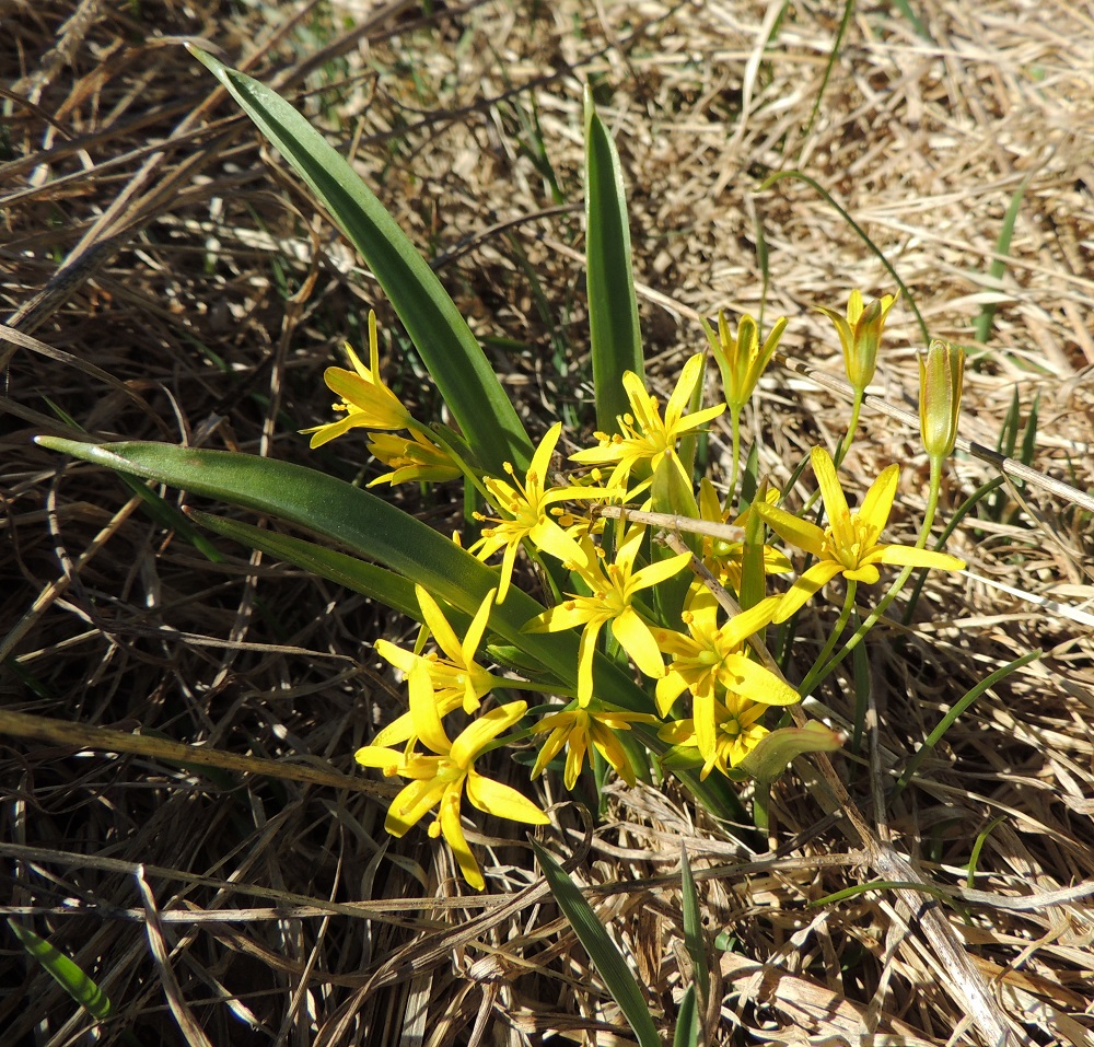 Gagea lutea - isokäenrieskan kukat ovat säteittäisesti kuusilukuiset ja sisäpinnaltaan keltaiset. Aluslehdet ovat kapeansuikean tasasoukat, kouruiset ja ehytlaitaiset. Kärki on keulamainen. 25.4.2015. Copyright Hannu Kämäräinen.