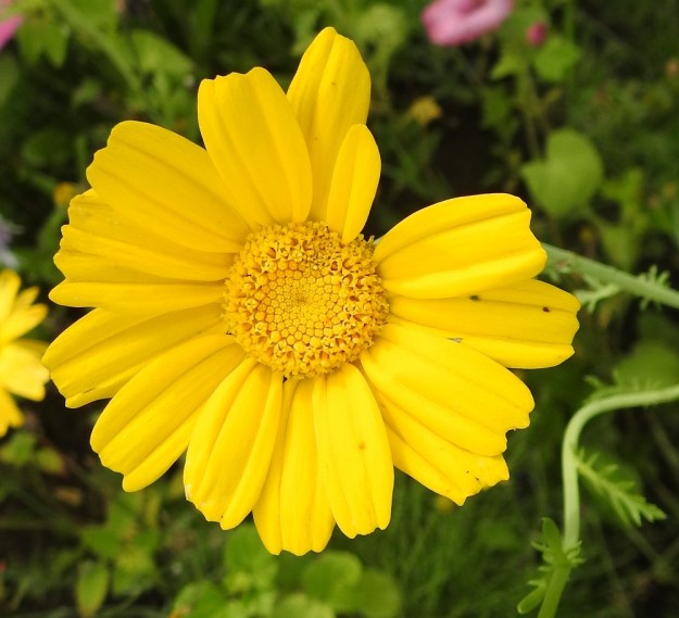 Glebionis coronaria - kruunusuvikakkaran kukintomykerö on kokonaisuudessaan tavallisesti noin 30-45 mm leveä. Uloimpana on laitakukkia, joiden kielimäinen kärkiosa on osalla yksilöitä kokonaan keltainen. EH, Hämeenlinna, Tiirinkoski, laajan peltoaukean laita, Hämeen Härkätien ja Haantien kulmauksessa oleva pelto, 9.8.2021. Copyright Hannu Kämäräinen.