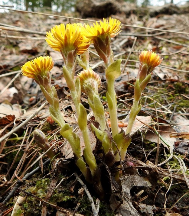 Tussilago farfara - leskenlehden versot ovat kukkiessaan yleensä noin 5-20 cm korkeat ja ne pitenevät kukinnan edistyessä. Versoissa on kierteisesti suomumaisia varsilehtiä. EH, Hämeenlinna, Loimalahti, Alajärven pohjoispuolisen Majalahdentien vierus lähellä Sammonmäentien haaraa, 2.5.2022. Copyright Hannu Kämäräinen.