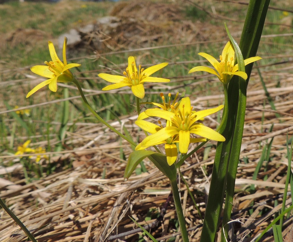 Gagea lutea - isokäenrieskan kukinto on varren kärjessä oleva, harvahko sarja, jossa on tavallisesti kahdesta seitsemään kukkaa. Sen tyvellä on yksi iso, kukinnon mittainen tai pitempi tukilehti, joka on kapeansuikea ja yleensä noin 7-10 cm pitkä sekä leveimmältä kohtaa noin 4-10 mm leveä. Sarjan tyvellä on lisäksi yhdestä kahteen selvästi pienempää tukilehteä. Kukkaperät ovat keskenään eripituiset ja tavallisesti noin 30-70 mm pitkät. Jos yksilön tyvellä on toinenkin aluslehti, se on useimmiten selvästi ensimmäistä kapeampi ja lyhyempi. 25.4.2015. Copyright Hannu Kämäräinen.