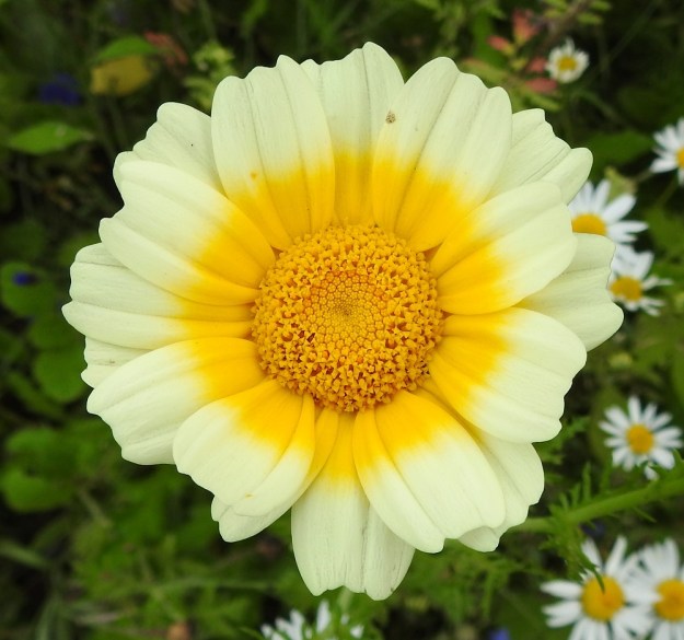 Glebionis coronaria - kruunusuvikakkaran mykerön laitakukkien kielimäinen kärkiosa on ehkä yleisimmin kaksivärinen siten, että vain tyvipuoli on keltainen ja kärkipuoli valkoinen tai hyvin vaaleankeltainen. Laidan kielikukat ovat yksineuvoisia emikukkia ja niitä on tavallisesti noin 10-20. Kärkiosa on soikeahko mutta päästään kuin poikkikatkaistu ja pienihampainen tai lanttopäinen. Pituutta sillä on yleensä noin 10-15 mm ja leveyttä leveimmältä kohtaa noin 3-7 mm. EH, Hämeenlinna, Tiirinkoski, laajan peltoaukean laita, Hämeen Härkätien ja Haantien kulmauksessa oleva pelto, 9.8.2021. Copyright Hannu Kämäräinen.