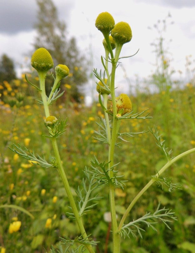 Matricaria discoidea - pihasaunion kukintomykerö on tavallisesti noin 5-9 mm leveä, pallomainen ja lopulta kekomainen. Kielellisiä laitakukkia ei ole. Mykeröperissä on pieniä, tasasoukkia ja kokonaan liuskattomia tai vähäliuskaisia lehtiä. EH, Hämeenlinna, Vuorentaka, laaja peltoaukea, kesantopellon laita Hämeen Härkätien varressa, 31.8.2013. Copyright Hannu Kämäräinen.