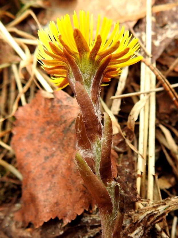Tussilago farfara - leskenlehden varsilehdet ovat punaruskeat tai edellisen kuvan tavoin vihreät. Ne ovat malliltaan puikeat tai kapeanpuikeat ja tyveltään enemmän tai vähemmän sepivät. Pituutta niillä on tavallisesti noin 10-15 mm ja leveyttä noin 3-5 mm. Varsilehdet ja itse varsi ovat vanukkeiset ja nystykarvaiset. EH, Hämeenlinna, Loimalahti, Alajärven pohjoispuolisen Majalahdentien vierus lähellä Sammonmäentien haaraa, 2.5.2022. Copyright Hannu Kämäräinen.