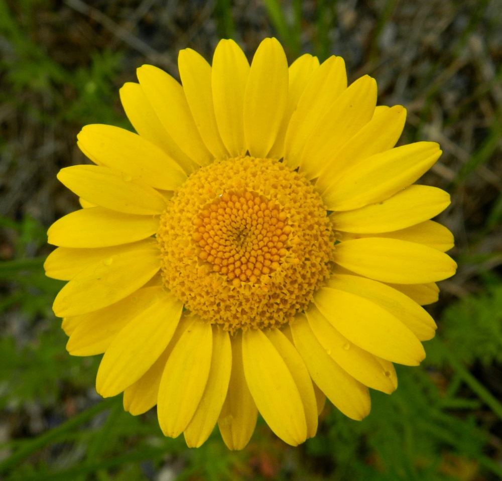 Cota tinctoria - keltasauramon mykerön uloimpina laitakukkina on tavallisesti noin 20-35 kielikukkaa, jotka ovat yksineuvoisia emikukkia. Niiden kielimäinen kärkiosa on kapeansoikea ja yleensä noin 5-15 mm pitkä sekä leveimmältä kohtaa noin 2-5 mm leveä ja kärjestään pienihampainen. Laitakukkien kielet ovat tiiviimmillään lomittain tai lähes allekkain. Kehräkukkien muodostama mykerön keskiosa on useimmiten noin 13-18 mm leveä. Sen kukinta etenee kehämäisesti laidoilta keskustaa kohti. EH, Hämeenlinna, Sairio, rautatien ja Vanajaveden rannan välissä kulkevan ulkoilureitin laide, 30.6.2012. Copyright Hannu Kämäräinen.