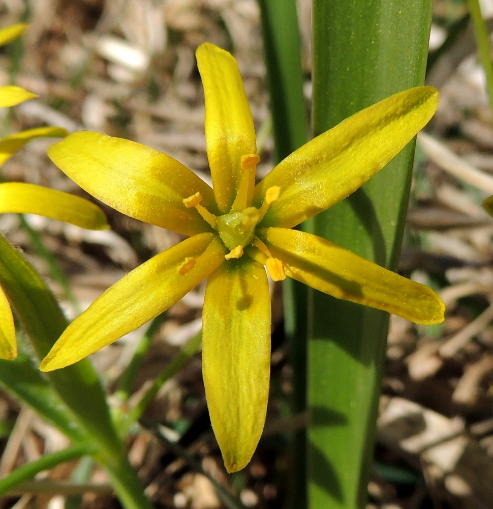 Gagea lutea - isokäenrieskan kukat ovat avoimuusasteestakin riippuen useimmiten noin 20-30 mm leveitä. Kehä ei ole erilaistunut teriöksi ja verhiöksi. Kehälehdet ovat kahtena sisäkkäisenä kiehkurana. Ne ovat suikeahkot mutta pyöreähkö- tai tylppäkärkiset sekä tavallisesti noin 14-18 mm pitkät ja leveimmältä kohtaa noin 2-4 mm leveät. Sisemmän kiehkuran kehälehdet ovat usein ulomman kiehkuran lehtiä kapeammat. 25.4.2015. Copyright Hannu Kämäräinen.