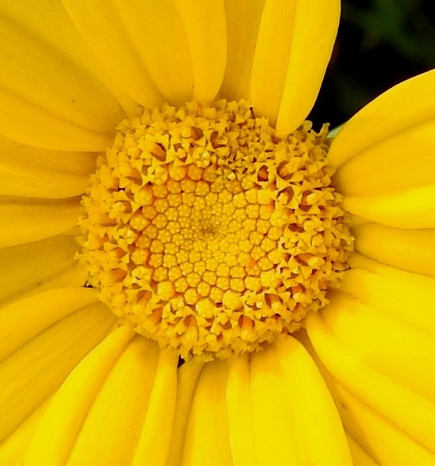 Glebionis coronaria - kruunusuvikakkaran mykerön keskiosa on tavallisesti noin 15-18 mm leveä. Siinä on satoja kaksineuvoisia kehräkukkia, joiden torvimainen kärkiosa on noin 3-3,5 mm pitkä sekä päästään viisiliuskainen. Yhdiskasvuiset heteet ja emin kaksihaarainen luotti nousevat teriön yläpuolelle. EH, Hämeenlinna, Tiirinkoski, laajan peltoaukean laita, Hämeen Härkätien ja Haantien kulmauksessa oleva pelto, 9.8.2021. Copyright Hannu Kämäräinen.