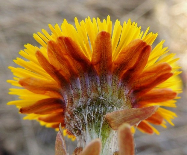 Tussilago farfara - leskenlehden mykerön alimman kerroksen muodostavat pienet, kapeat ylälehdet eli kehtosuomut, jotka ovat yhtenä tiiviinä ja osittain limittäisenä rivinä. Ne ovat keskenään samanpituiset, tumman nystykarvaiset ja tyveltään vanukkeiset. Suomut ovat punaruskeat tai vihertävät ja lähinnä tasasoukan suikeahkot ja pyöreäpäiset sekä kalvoreunaiset. Pituutta suomuilla on tavallisesti noin 8-10 mm ja leveyttä leveimmältä kohtaa noin 1-3 mm. EH, Hämeenlinna, Loimalahti, Alajärven uimarannalle ja Tervaniemeen vievän Loimalahdentien vierus. Copyright Hannu Kämäräinen.