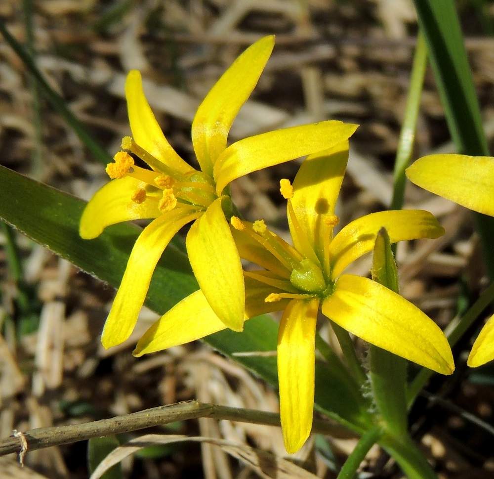 Gagea lutea - isokäenrieskan kukassa on kuusi hedettä. Ne ovat keltaiset, palholtaan levenevätyviset ja noin 6-8 mm pitkät. Sikiäin on kehänpäällinen, pitkänpyöreähkö ja kellanvihreä. Emi on yksivartaloinen ja noin 5-6 mm pitkä. Kukissa esiintyy jossain määrin epämuotoisuutta. Kuvassa vasemmalla olevassa kukassa kolmen heteen palhot ovat kasvaneet yhdeksi palhorungoksi, jonka päässä olevat ponnet ovat yhtyneet tiiviiksi rykelmäksi. Isokäenrieska on muuten kalju, mutta kukinnon tukilehdet ovat ainakin alaosan laidoiltaan vaihtelevasti karvaiset. 25.4.2015. Copyright Hannu Kämäräinen.