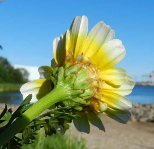 Glebionis coronaria - kruunusuvikakkaran kukintomykerön alimman kerroksen muodostavat pienet ylälehdet eli kehtosuomut, jotka ovat kahtena tai kolmena tiiviinä, lomittaisena rivinä. Suomut ovat vihreät ja eripituiset. St, Pori, Reposaari, eteläpää, Lontoo, uimaranta, länsilaita pitkän aallonmurtajan tyvellä. Copyright Hannu Kämäräinen.