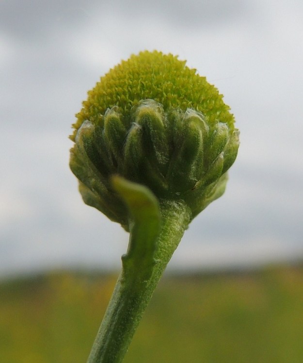 Matricaria discoidea - pihasaunion kukintomykerön alimman kerroksen muodostavat kehtosuomut, jotka ovat useimmiten kolmena tiiviinä ja lomittaisena rivinä. Ne ovat eripituiset, kapeansoikeat tai kielimäiset ja vihreät tai vaaleanvihreät. Suomut ovat laidoiltaan leveähkösti läpikuultavan kalvolaitaiset ja tavallisesti noin 3-3,5 mm pitkät ja leveimmältä kohtaa noin 1,5-2 mm leveät. EH, Hämeenlinna, Vuorentaka, laaja peltoaukea, kesantopellon laita Hämeen Härkätien varressa, 31.8.2013. Copyright Hannu Kämäräinen.