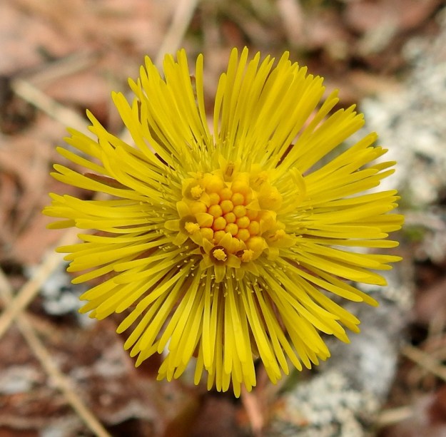 Tussilago farfara - leskenlehden mykerön laitaosassa on useissa riveissä yhteensä satoja kielikukkia, jotka ovat yksineuvoisia emikukkia. Niiden rihmamaisen kapea kärkiosa on keltainen ja yleensä noin 7-9 mm pitkä. Emin vartalo kasvaa näkyville ja on muutamia millimetrejä kielikukan tyviosaa pitempi. Mykerön keskellä on tavallisesti noin 20-50 keltaista, torvimaista kehräkukkaa, jotka ovat noin 6-7 mm pitkiä ja päästään viisiliuskaisia. Ne ovat toiminnallisesti pelkkiä hedekukkia, joiden ponsistaan yhdiskasvuiset heteet ovat emin kehittymättä jäävän vartalon ympärillä. EH, Hämeenlinna, Loimalahti, Alajärven pohjoispuolisen Majalahdentien vierus lähellä Sammonmäentien haaraa, 2.5.2022. Copyright Hannu Kämäräinen.