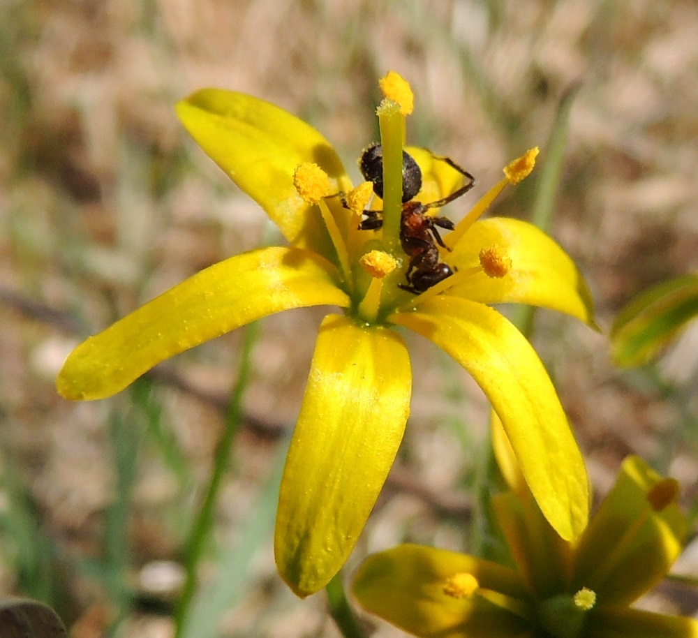 Gagea lutea - isokäenrieska on hyönteispölytteinen ja tarjoaa pölytyksen palkaksi runsaahkosti mettä. Muurahaiset ovat siementen lisäksi kiinnostuneita myös mesivarastoista, mutta ovat pölytykseen kelpaamattomia, koska eivät yllä luottipintaan, vaikka saavatkin karvoihinsa siitepölyä. 25.4.2015. Copyright Hannu Kämäräinen.