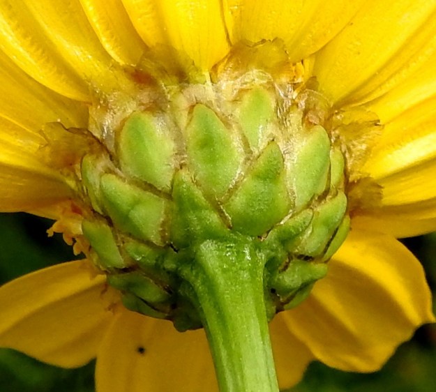 Glebionis coronaria - kruunusuvikakkaran uloimmat kehtosuomut ovat kolmiomaiset tai puikeat ja niissä on ruskehtava kalvoreunus, joka on laajin kärkiosassa. Sisemmät suomut ovat lähinnä soikeahkot tai puikeahkot, yleensä pyöreäpäiset ja ruskehtavan kalvoreunaiset. Niiden kärjen kalvoreunus on laaja. Kehtosuomut ovat kalvolaitoineen tavallisesti noin 4-12 mm pitkät ja tyven leveimmältä kohtaa noin 2-4 mm leveät. EH, Hämeenlinna, Tiirinkoski, laajan peltoaukean laita, Hämeen Härkätien ja Haantien kulmauksessa oleva pelto, 9.8.2021. Copyright Hannu Kämäräinen.