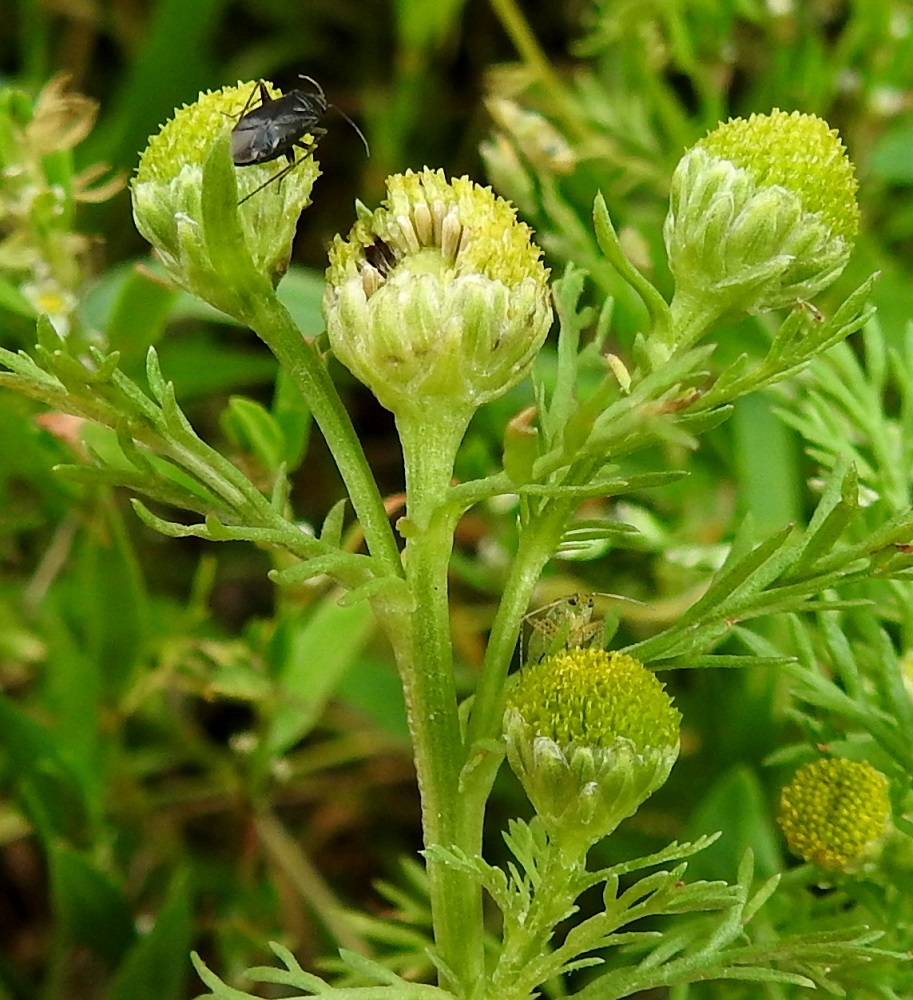 Matricaria discoidea - pihasaunion mykerön lähes kaikki kukat kehittyvät pähkylöiksi, jotka ovat liereähköt ja tavallisesti noin 1,2-1,5 mm pitkät sekä noin 0,4-0,5 mm leveät. EH, Hämeenlinna, Loimalahti, Hirsimäki, Metsälammentien ja Maahisentien jatkeena lähtevän kävelytieuran kulmaus, 29.7.2021. Copyright Hannu Kämäräinen.