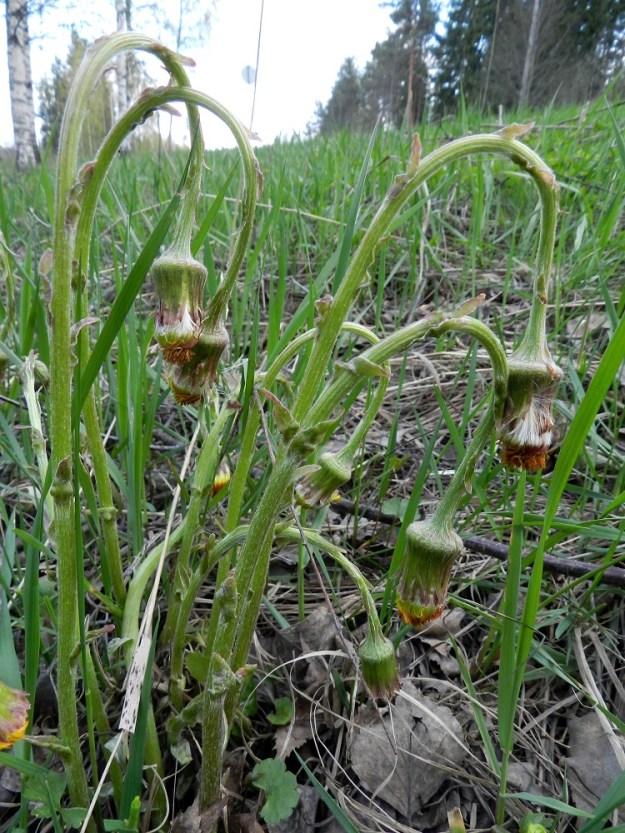 Tussilago farfara - leskenlehden kukinnan jälkeen varsi kasvaa pituutta ja latva kääntyy nuokkuvaksi. EH, Hämeenlinna, Luolaja, Aleksis Kiven kadun laita Hattelmalanjärven lintutornin tienhaaran lähellä, 10.5.2012. Copyright Hannu Kämäräinen.