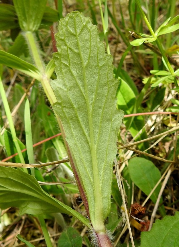 Ajuga genevensis - hammasakankaalin lehtien alapinta on yleensä vähäkarvainen. Sikäli kuin karvoja on, ne keskittyvät lähinnä koholla oleviin suoniin. 30.5.2023. Copyright Hannu Kämäräinen.