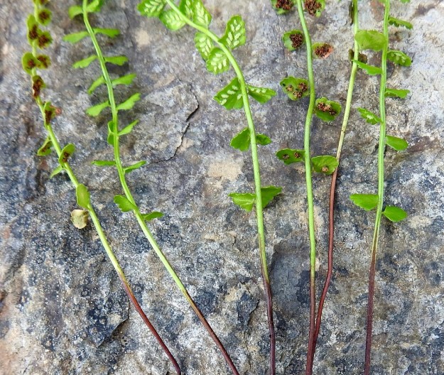 Asplenium viride - viherraunioisen lehtiruoti on vain tyviosastaan tummanruskea. Lähilajeilla, tummaraunioisella, A. trichomanes ja serpentiiniraunioisella, A. adulterinum, koko ruoti ja ainakin lehtilavan keskirangan alaosa ovat tumman- tai mustanruskeita. EnL, Enontekiö, Kilpisjärvi, Saanan lounaisrinne, jyrkkärinteinen, kivikkoinen ja kallioinen tunturikoivikko retkeilykeskuksen leirintäalueen yläpuolella, luonnonsuojelualue, n. 570 m mpy, 16.7.2023. Copyright Hannu Kämäräinen.