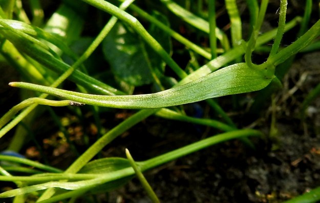 Gagea minima - pikkukäenrieskan kukkaperien tyviosassa on aika usein harvaa karvoitusta. Kukinnon kookkaimman tukilehden pitkä kärki on kapeasti keulamainen. U, Helsinki, Ullanlinna, Tähtitorninmäki, lakialueen puistonurmikon laide, 13.5.2021. Copyright Hannu Kämäräinen.