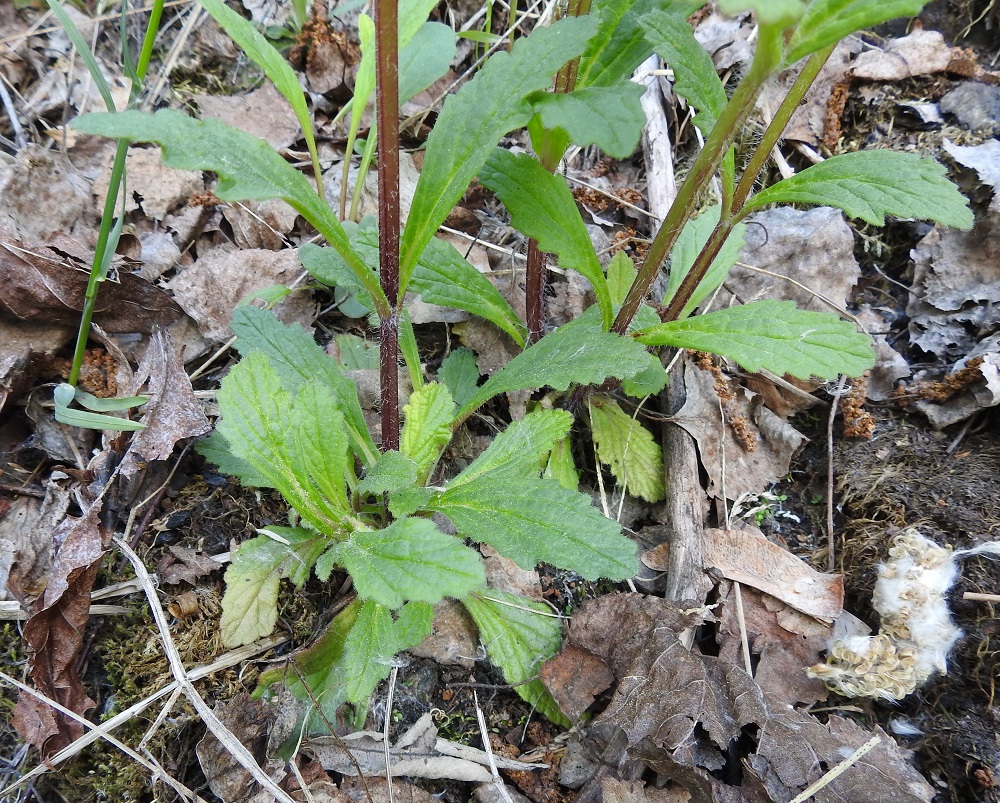 Ajuga genevensis - hammasakankaalin varret ovat vihreät tai kuten kuvassa, vaihtelevasti punaruskeat. Alemmat varsilehdet ovat lyhyesti ruodilliset, tavallisesti soikeat ja hammaslaitaiset sekä lavaltaan noin 5-8 cm pitkät ja leveimmältä kohtaa noin 1,5-3,5 cm leveät. Ruoti on kapean siipipalteinen ja levenee tasaisesti lehtilavaksi. 30.5.2023. Copyright Hannu Kämäräinen.