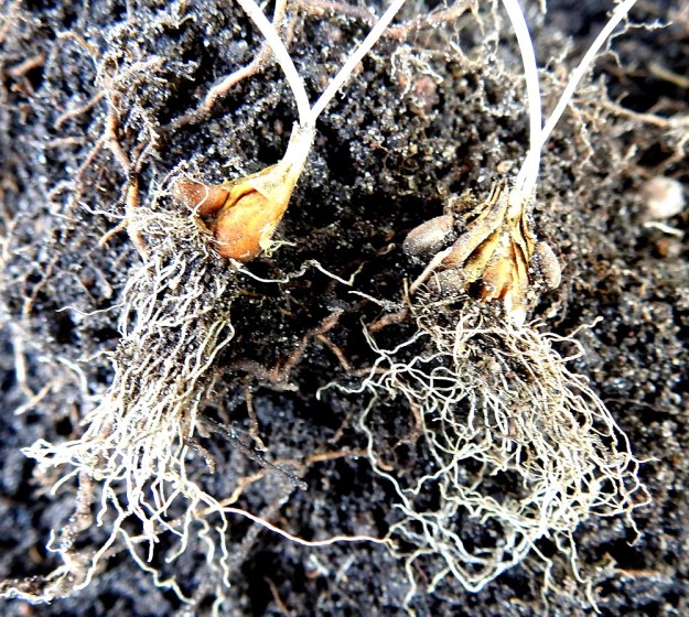 Gagea minima - pikkukäenrieskan sipuli on yleensä noin 3-6 cm maan alla. Se on kellanruskea ja sillä tavoin kerrannainen, että uloimman kuoren sisässä on yleisimmin sipulipari (kuvassa vasemmalla, sipuleja ympäröivä yhteinen uloin kuori on kaivamisen yhteydessä rikkoutunut). Lisäksi sipuliparin kyljessä on enemmän tai vähemmän sivusipuleita (kuvassa oikealla). Yhteisen kuoren ympäröimä perussipuli on läpimitaltaan noin 7-12 mm. U, Helsinki, Ullanlinna, Tähtitorninmäki, lakialueen puistonurmikon laide, 13.5.2021. Copyright Hannu Kämäräinen.