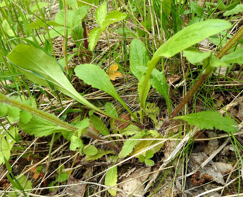 Ajuga genevensis - hammasakankaalin alus- ja ruusukelehdet ovat selvästi ruodilliset. Ruusukelehtien ruoti on enimmillään noin 5 cm pitkä, kapean siipipalteinen ja levenee tasaisesti lehtilavaksi. Aluslehdet ovat usein kukintavaiheessa jo lakastuneet, mutta vasemmalla olevan varren tyvessä ne ovat vielä aivan vihreinä paikallaan. 30.5.2023. Copyright Hannu Kämäräinen.