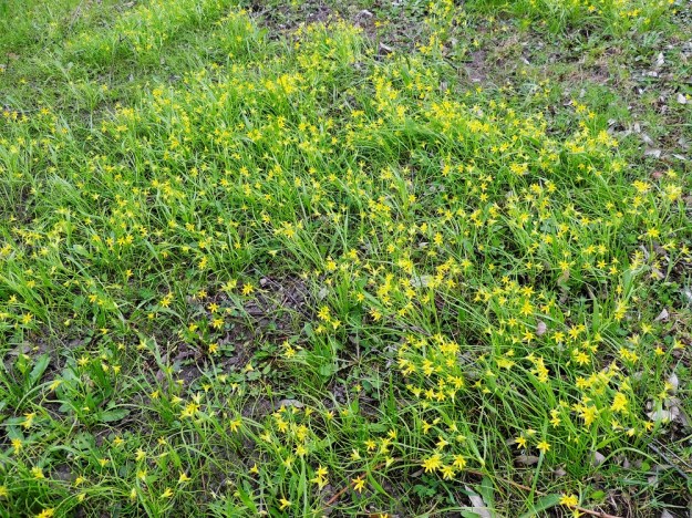 Gagea minima - pikkukäenrieska hyötyy monin tavoin ihmisen ja hänen asutuksensa läheisyydestä. Puistojen ja puutarhojen perustaminen, niiden muokkaaminen sekä kaikkinainen maan ja koristekasvien siirtely suosii sen leviämistä. Multavilla ja vähäkasvustoisemmilla paikoilla se kykenee sitten omatoimisesti levittäytymään laajoillekin alueille. Vaikka laji esiintyy lähes rikkaruohon tavoin, harva puutarhuri tai pihanhoitaja haluaa hävittää tuon keväisen kauneuden. Siinä vaiheessa, kun voimallisin nurmien parturointikausi alkaa, pikkukäenrieskan sipulit ovat jo saaneet riittävän energialatauksen seuraavaa kasvukautta varten. EH, Hämeenlinna, keskusta, Linnan Kasarmi, Vanajaveden rantaa kulkevan rantareitin varsi, 4.5.2014. Copyright Hannu Kämäräinen.