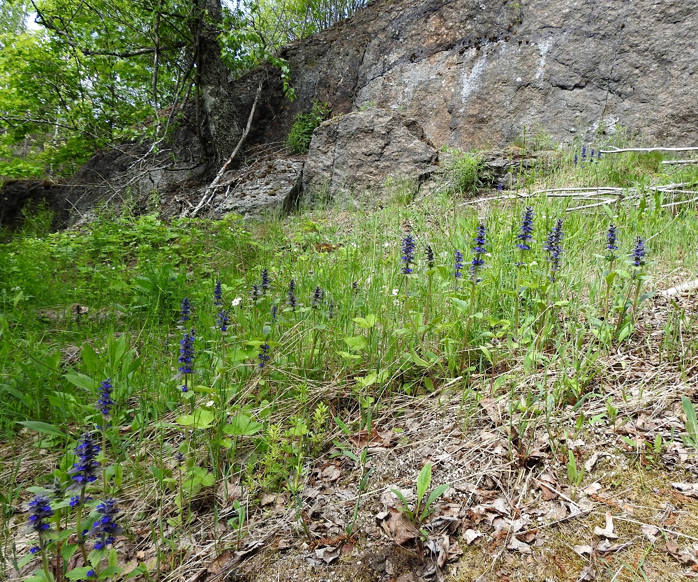 Ajuga genevensis - hammasakankaalin kasvupaikkoina Suomessa ovat olleet mm. niityt, kesantopellot, puistonurmikot, puutarhojen liepeet ja radanvarret sekä, kuten kuvassa, kalliokedot. 30.5.2023. Copyright Hannu Kämäräinen.