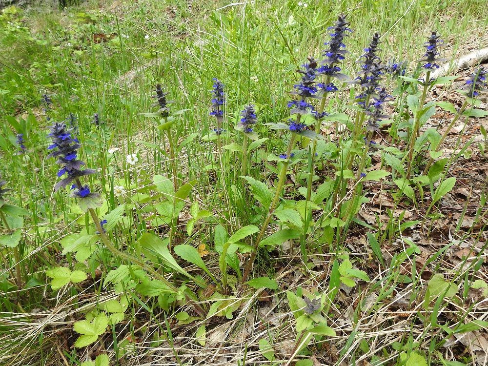 Ajuga genevensis - hammasakankaali on Suomessa hyvin harvinainen uustulokas tai koristekasvikarkulainen, jonka luontaiset kasvualueet löytyvät lähimpää Keski-Euroopasta. EH, Kouvola, Kuusankoski, Voikkaa, Sikomäki, Voikkaantien varressa oleva Lapinmäen kallioinen mäkialue, 30.5.2023. Koko kuvasarja on samalta kasvupaikalta. Copyright Hannu Kämäräinen.