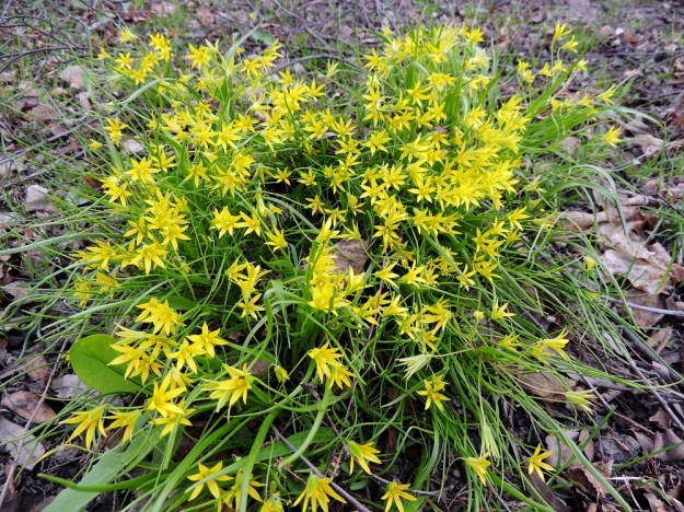 Gagea minima - pikkukäenrieska on Suomessa muinaistulokas, jonka luonnonkasvupaikkoina ovat lähinnä ranta- ja puronvarsilehdot. Lisäksi se on levinnyt niityille, pientareille ja pihoille sekä puutarhoihin ja puistonurmikoille lähialueineen. EH, Hämeenlinna, keskusta, Linnan Kasarmi, Vanajaveden rantaa kulkevan rantareitin varsi, 4.5.2014. Copyright Hannu Kämäräinen.